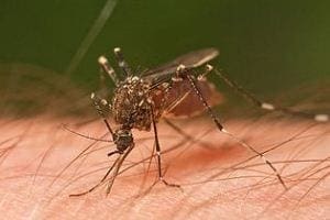 West Nile Virus