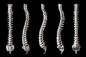 Spine