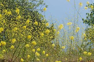 Wildflowers